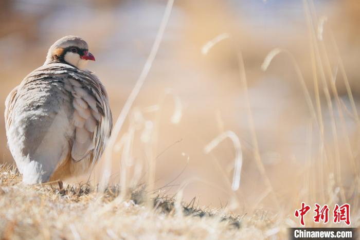 圖為都蘭縣境內(nèi)的鳥類?！±?攝