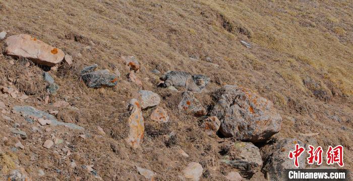 圖為兔猻。　拉毛杰 攝