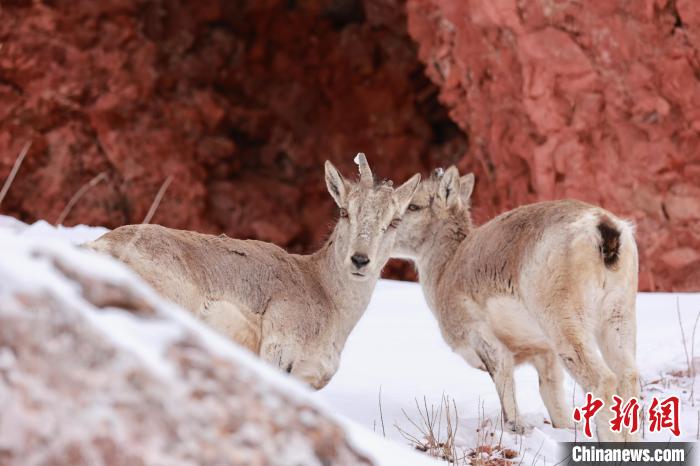 圖為在雪中悠然自得的巖羊。　白日丁布江才 攝