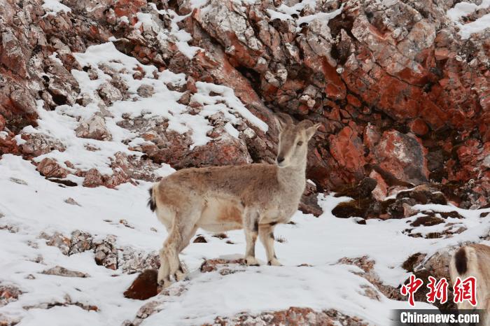 圖為在雪中悠然自得的巖羊。　白日丁布江才 攝