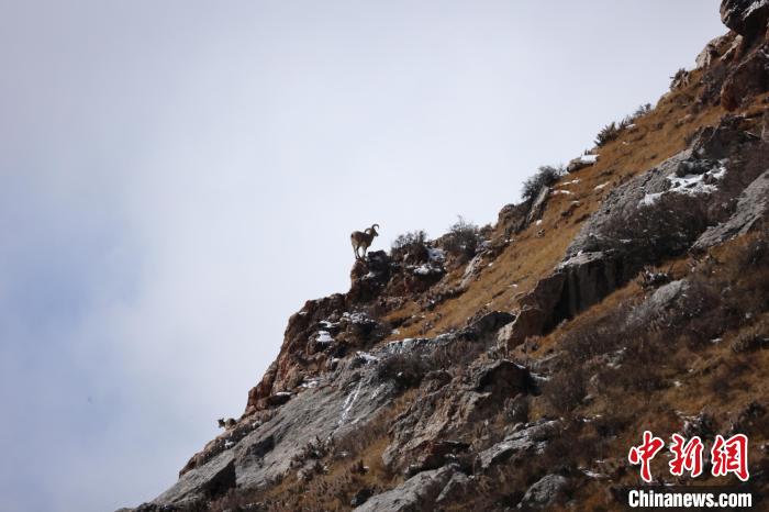 圖為在山崖上站立的巖羊。　白日丁布江才 攝