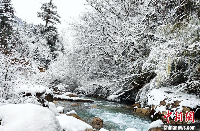 大熊貓國(guó)家公園王朗片區(qū)春雪如畫(huà)，宛若仙境?！×_春平 攝