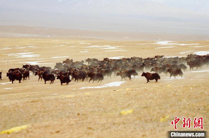 圖為青海省治多縣索加鄉(xiāng)的牛群。(資料圖) 治多縣委宣傳部 供圖