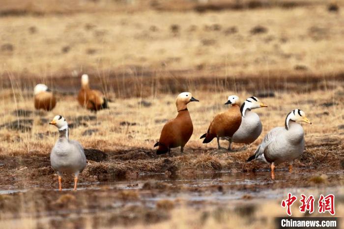 圖為斑頭雁和赤麻鴨?！“?攝