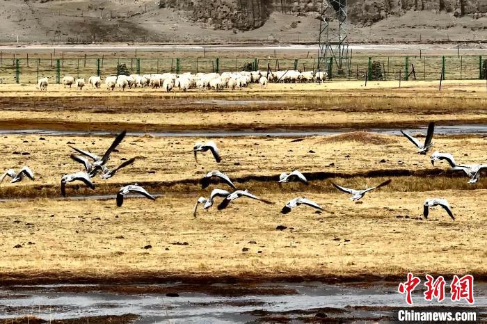 圖為斑頭雁在羊群邊飛翔?！“?攝