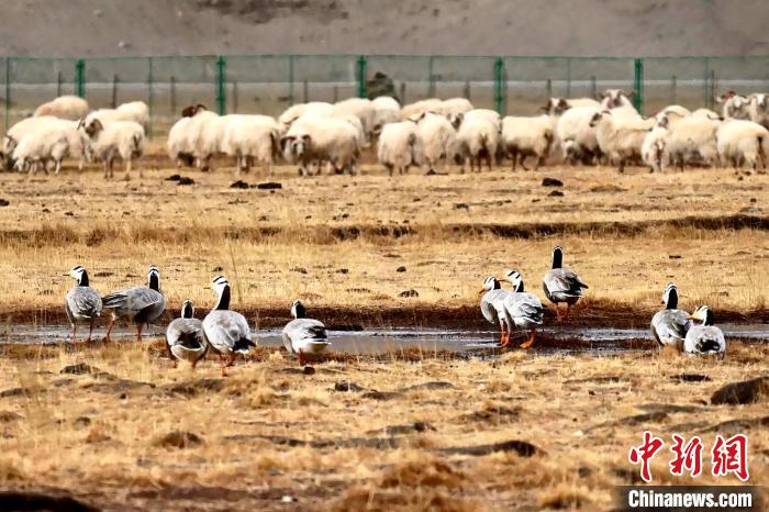 圖為羊群邊的成群斑頭雁。　包雷 攝