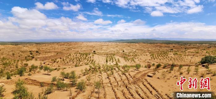 資料圖為貴南縣黃沙頭的防沙治沙草方格?！∑钤鲚?攝