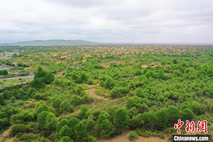 資料圖為航拍黃沙頭防沙治沙區(qū)植被?！∑钤鲚?攝
