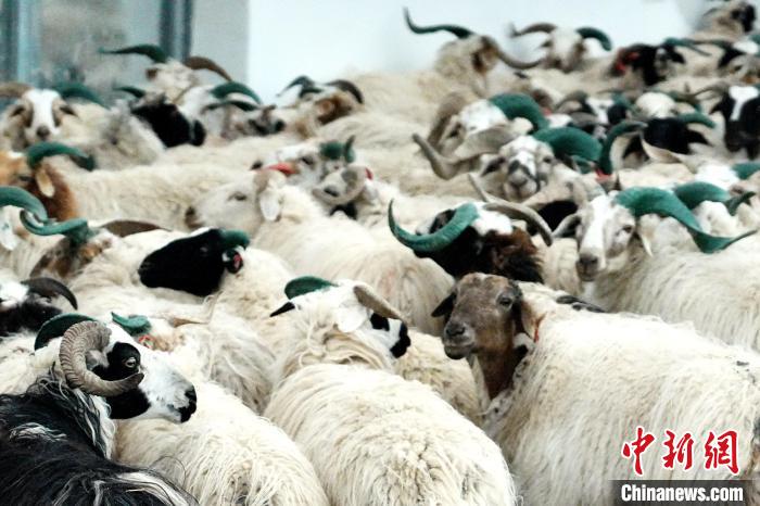 圖為被評為國家農(nóng)產(chǎn)品地理標(biāo)志保護(hù)產(chǎn)品的剛察藏羊進(jìn)場入圈。　蔡志睿 攝