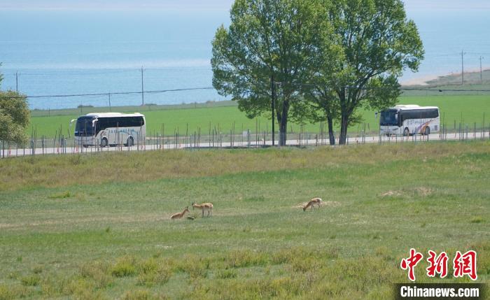 圖為成群普氏原羚在草場上愜意覓食，悠閑自在?！●R銘言 攝