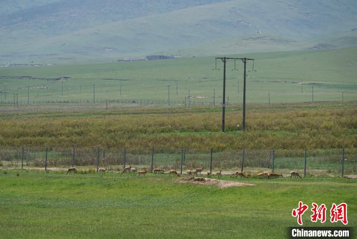 圖為成群普氏原羚在草場上愜意覓食，悠閑自在?！●R銘言 攝