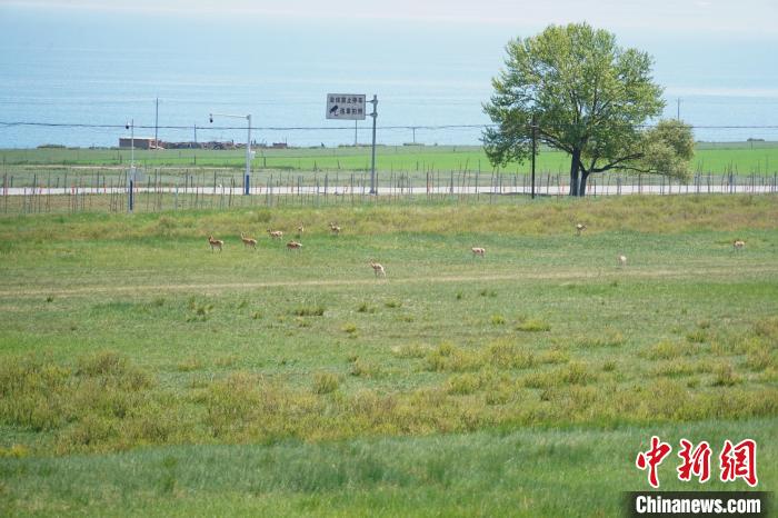 圖為成群普氏原羚在草場上愜意覓食，悠閑自在?！●R銘言 攝