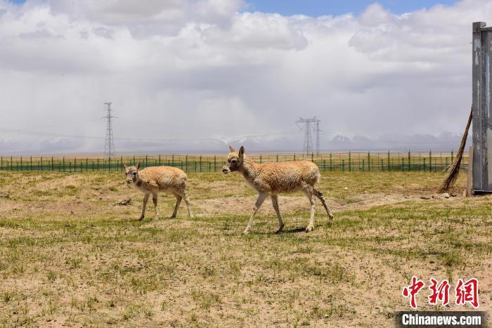 圖為可可西里國家級自然保護(hù)區(qū)內(nèi)的藏羚羊。　張虎魁 攝