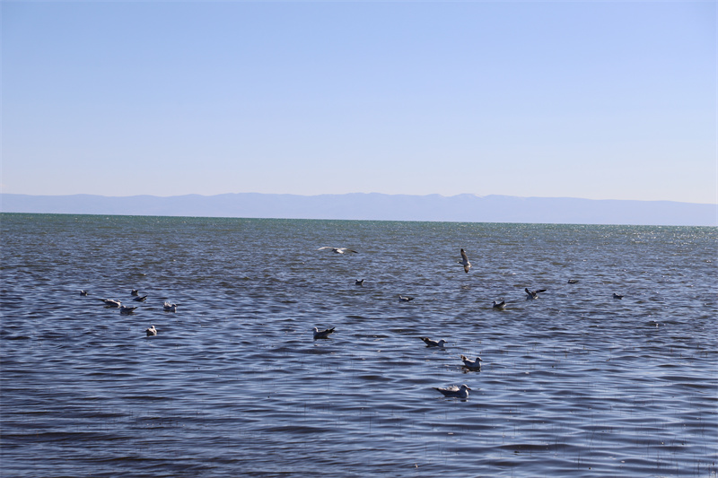 青海湖北岸仙女灣。才旦桑吾攝