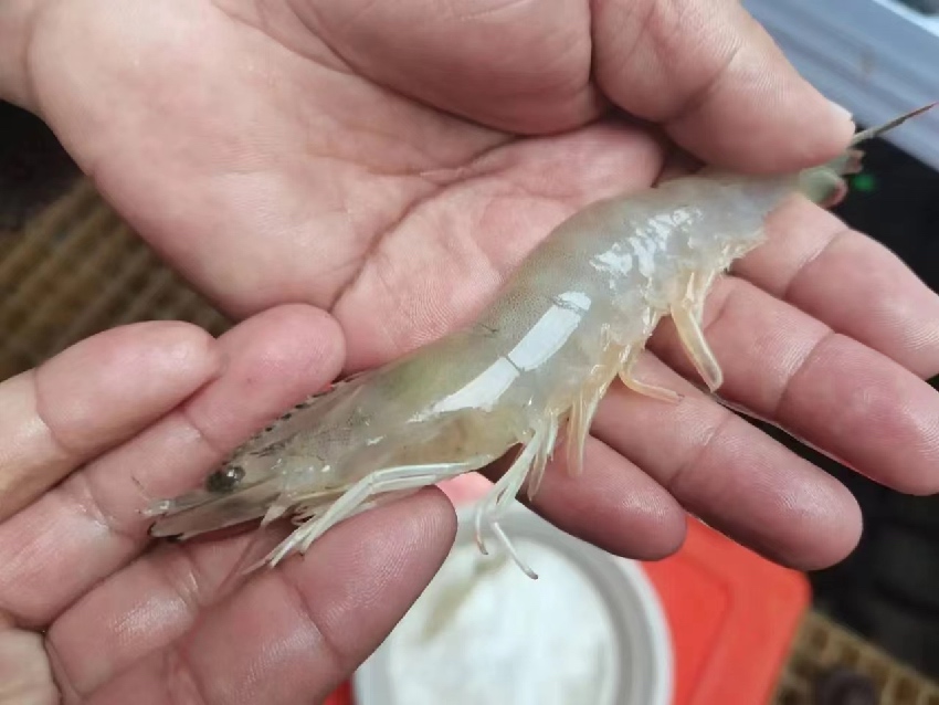 康定市魚通鎮(zhèn)趕羊村培育成功的蝦。受訪者供圖