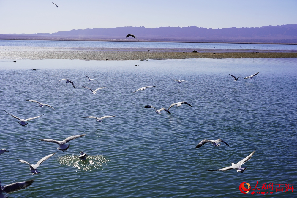 可魯克湖水鳥(niǎo)群飛。人民網(wǎng) 陳明菊攝