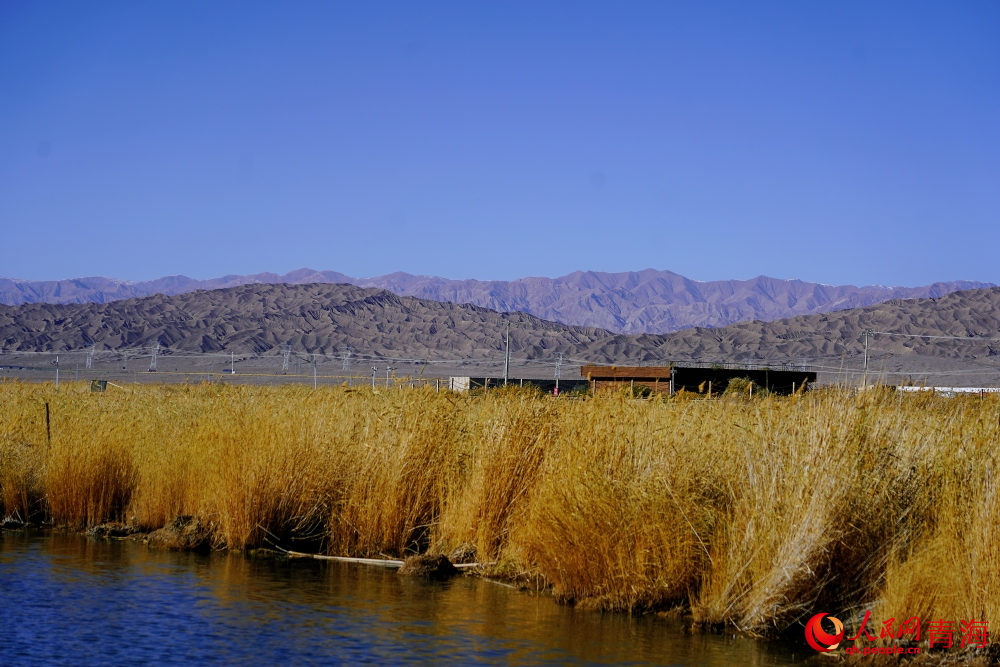 可魯克湖蘆葦蕩漾。人民網(wǎng) 陳明菊攝