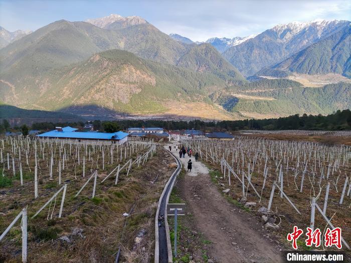 西藏林芝下察隅鎮(zhèn)的獼猴桃種植園。　江飛波 攝