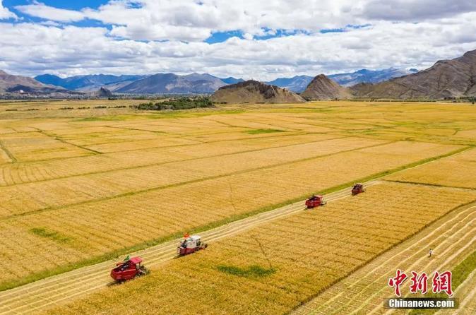 資料圖：西藏日喀則市江孜縣紫金鄉(xiāng)努堆村村民利用收割機(jī)收青稞。<a target='_blank' ><p  align=