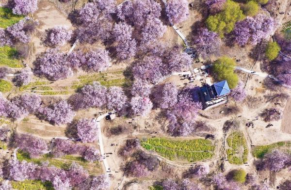 世外桃源！一組圖告訴你，西藏林芝桃花能有多美