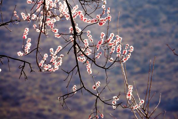 世外桃源！一組圖告訴你，西藏林芝桃花能有多美