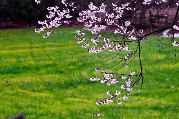世外桃源！一組圖告訴你，西藏林芝桃花能有多美