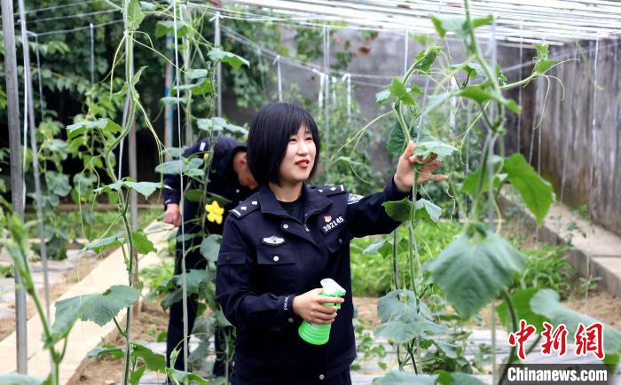 圖為李冬雪在溫室大棚里勞作?！∥鞑爻鋈刖尺叿罊z查總站供圖