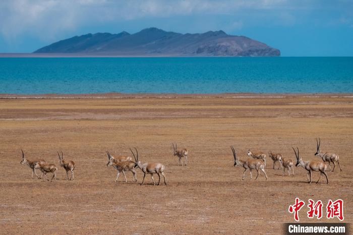 圖為西藏第一大湖色林錯(cuò)湖畔的藏羚羊群休閑覓食?！〗w波 攝