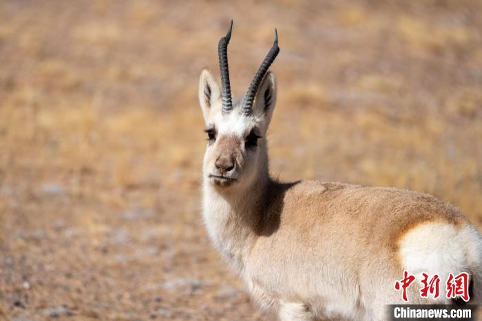 圖為西藏藏原羚，藏原羚是青藏高原特有種，也被稱(chēng)為西藏黃羊?！〗w波 攝