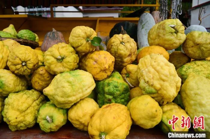 墨脫大檸檬，學名香櫞，和檸檬均為蕓香科植物。(<a target='_blank' href='/'><p  align=