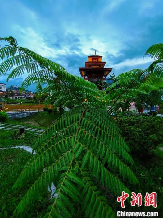 墨脫縣城公園里的桫欏。