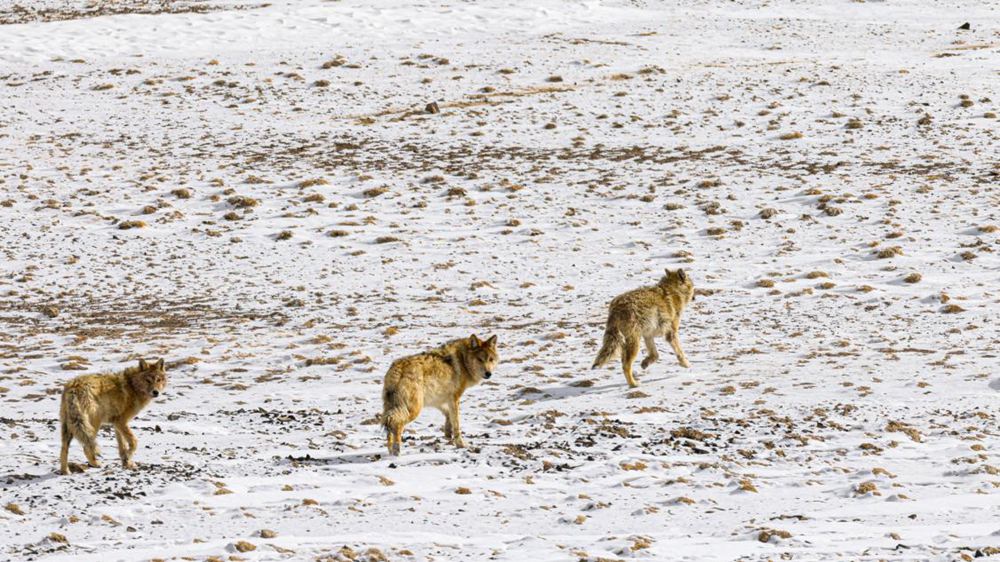 狼。金阿次仁攝