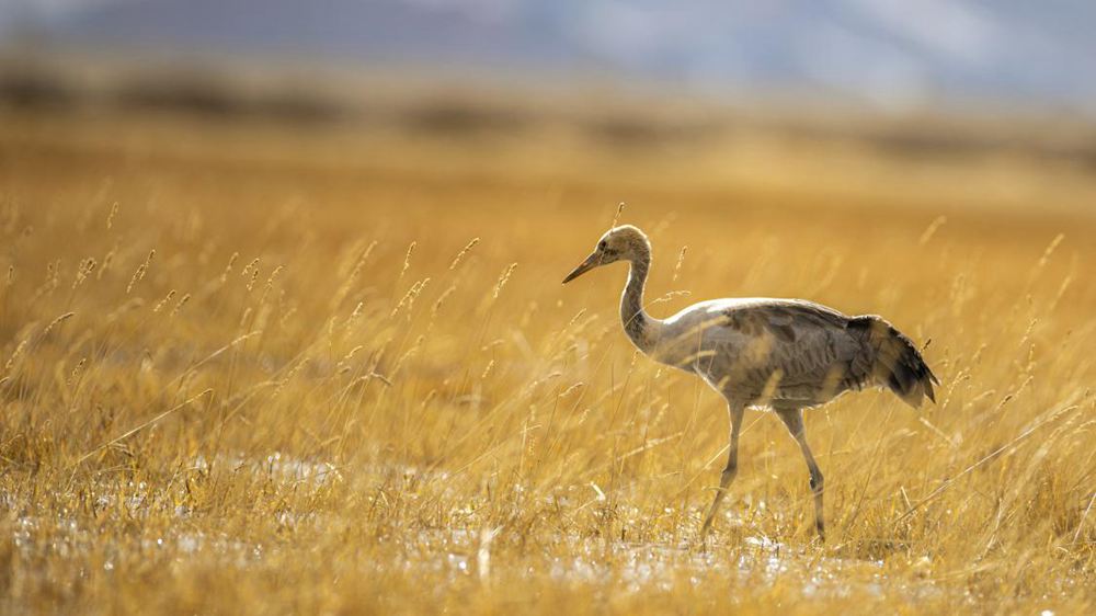 黑頸鶴幼鳥。金阿次仁攝