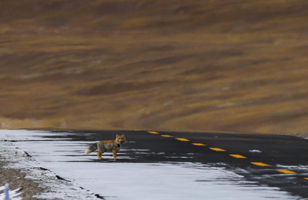 藏狐。金阿次仁攝