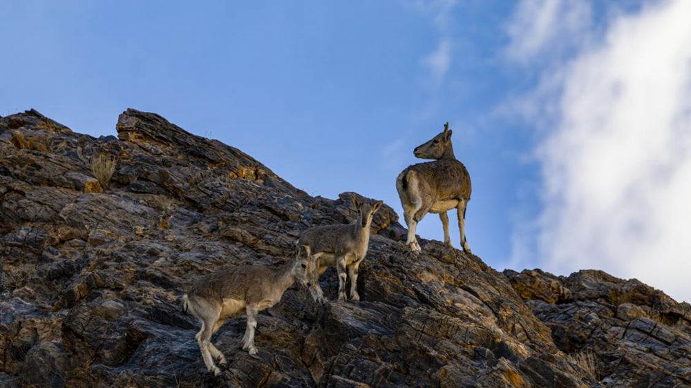 巖羊。金阿次仁攝