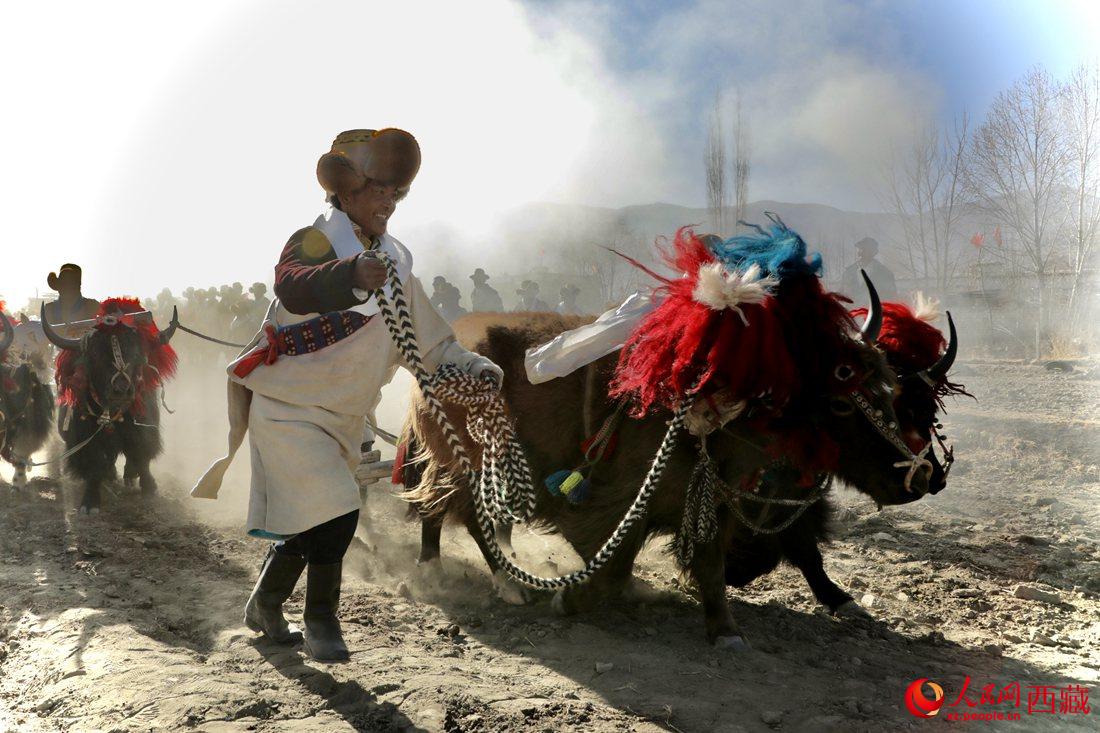 山南市扎囊縣扎其鄉(xiāng)孟卡榮村迎來春耕第一犁。人民網(wǎng) 次仁羅布攝