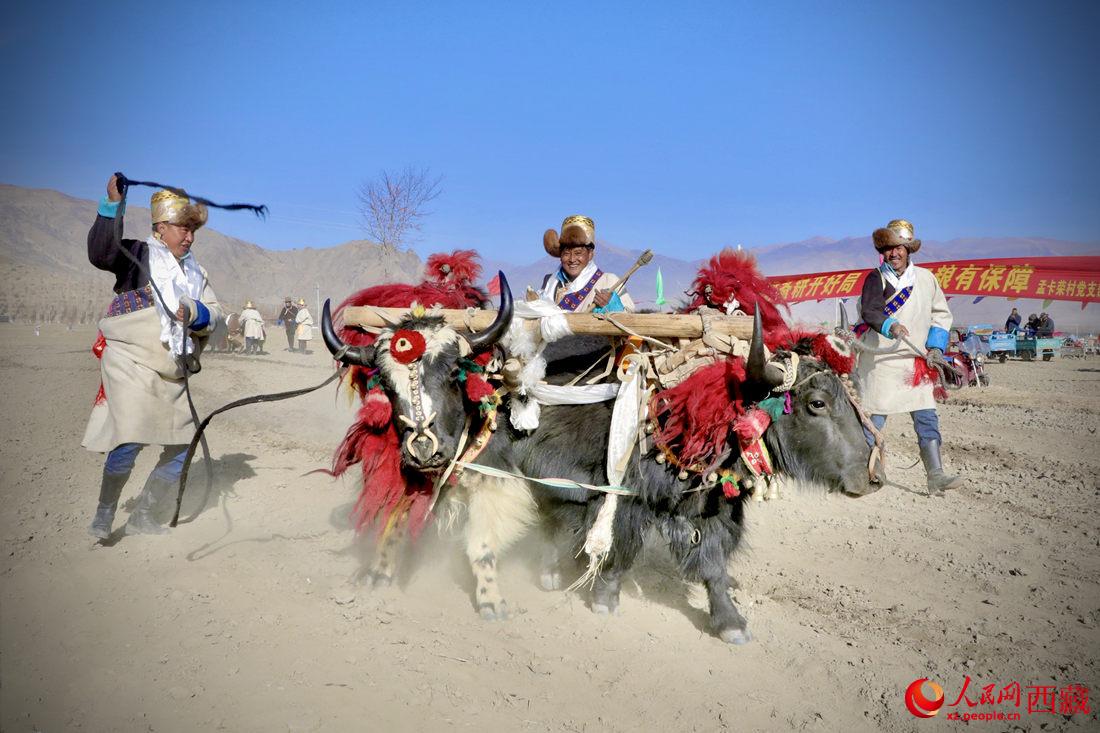 在過去漫長的歲月里，牦牛是農(nóng)耕的主力，“二牛抬杠”代表了一個時代。人民網(wǎng) 次仁羅布攝