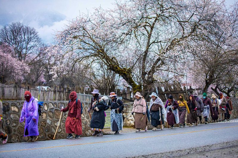 下雨了，漫步在桃花下的村民。張靜攝