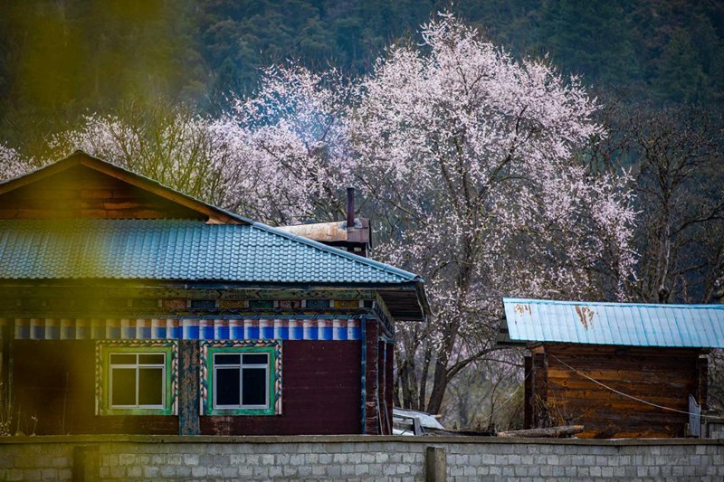 桃花掩映下的村莊。張靜攝
