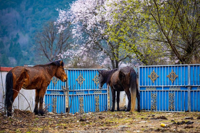 桃花下村莊。張靜攝