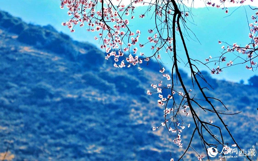 清麗的桃花。人民網(wǎng) 李海霞攝