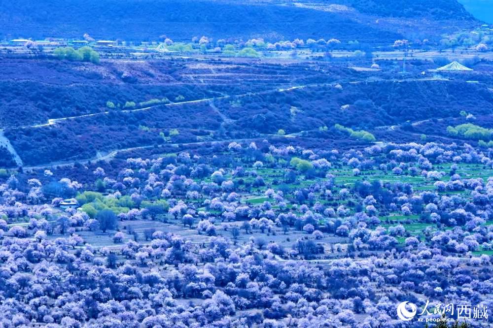 遠(yuǎn)眺“桃花村”。人民網(wǎng) 李海霞攝