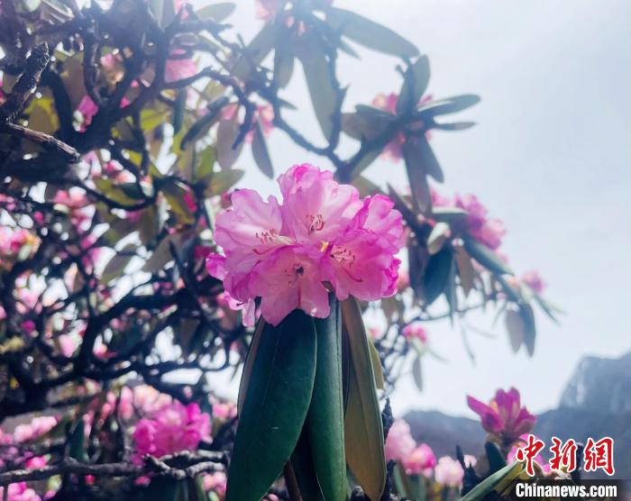 近日，西藏自治區(qū)山南市加查縣索囊溝的杜鵑花競相綻放?！∪轿木?攝