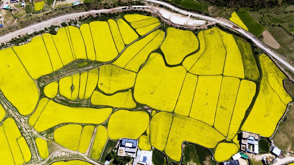 西藏墨竹工卡縣油菜農(nóng)田。