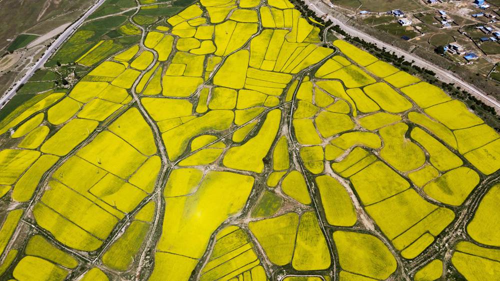 西藏墨竹工卡縣油菜農(nóng)田。