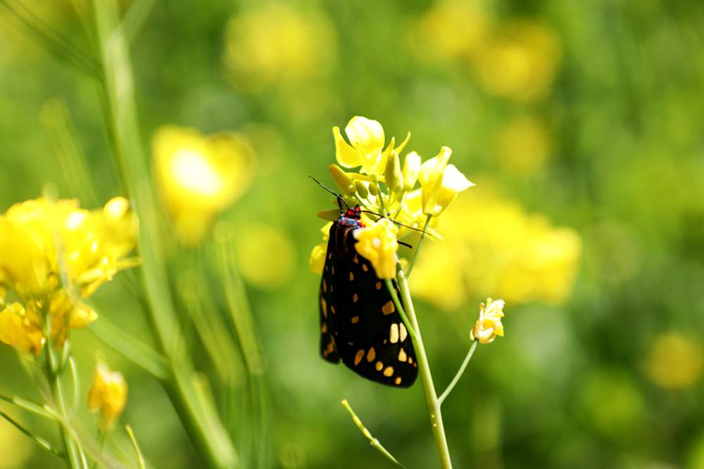 一只蝴蝶停留在油菜花上。