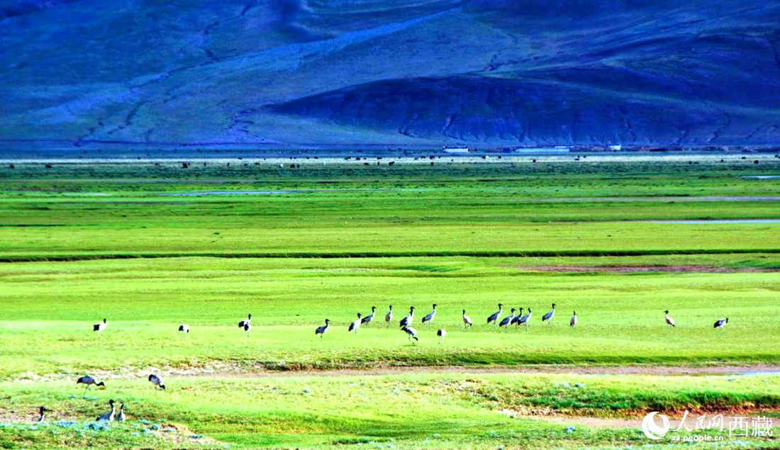 這個(gè)季節(jié)正是黑頸鶴繁殖季。人民網(wǎng) 李海霞攝