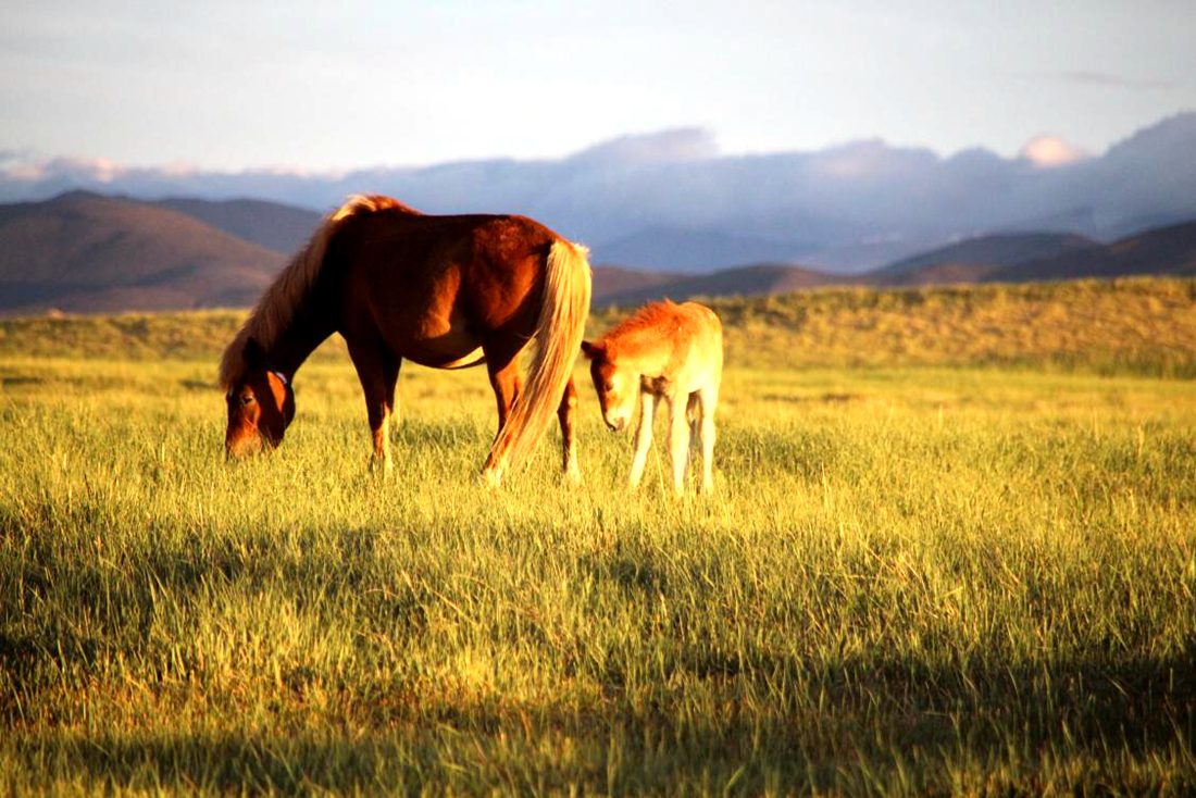 馬兒在草地上覓食。普布桑杰攝