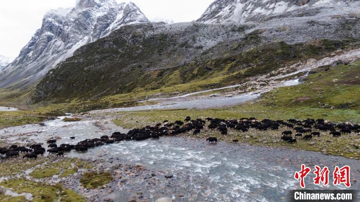 圖為轉(zhuǎn)場中的牦牛?！÷蹇?攝