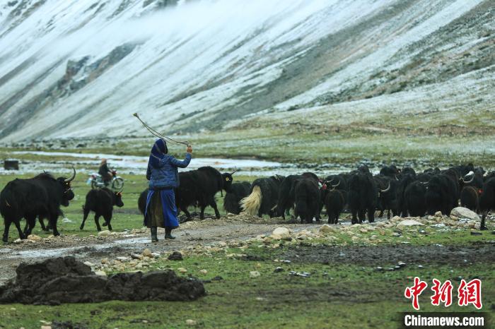 圖為牧民在趕牦牛?！÷蹇?攝